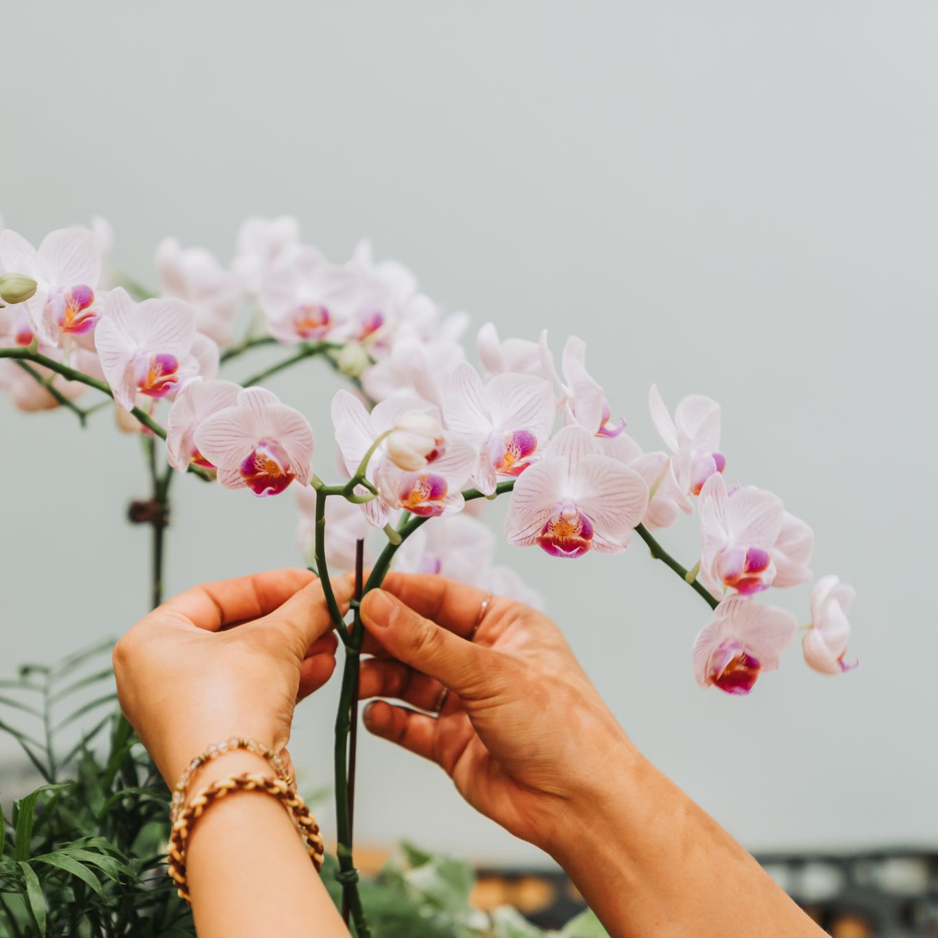 蘭韻迎春 | 賀歲蘭花課程(2/10)