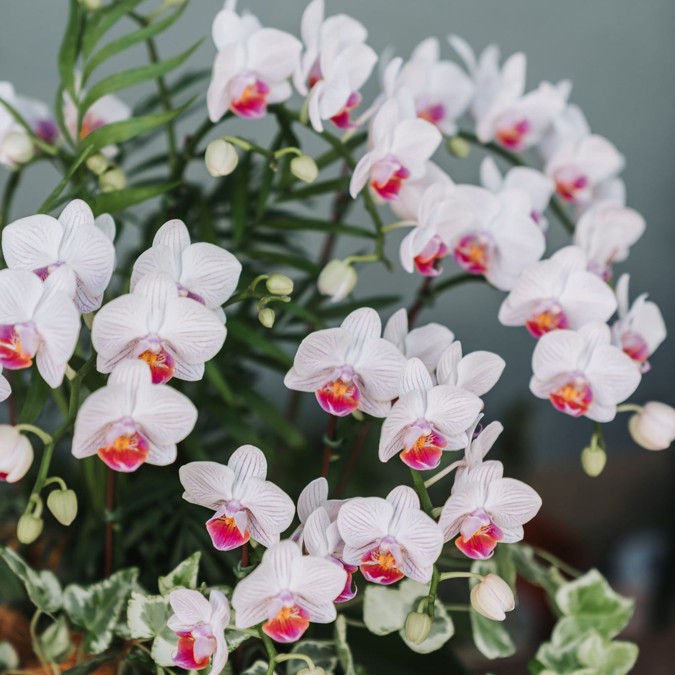 蘭韻延年 | 蘭花組盆課程(1/25)