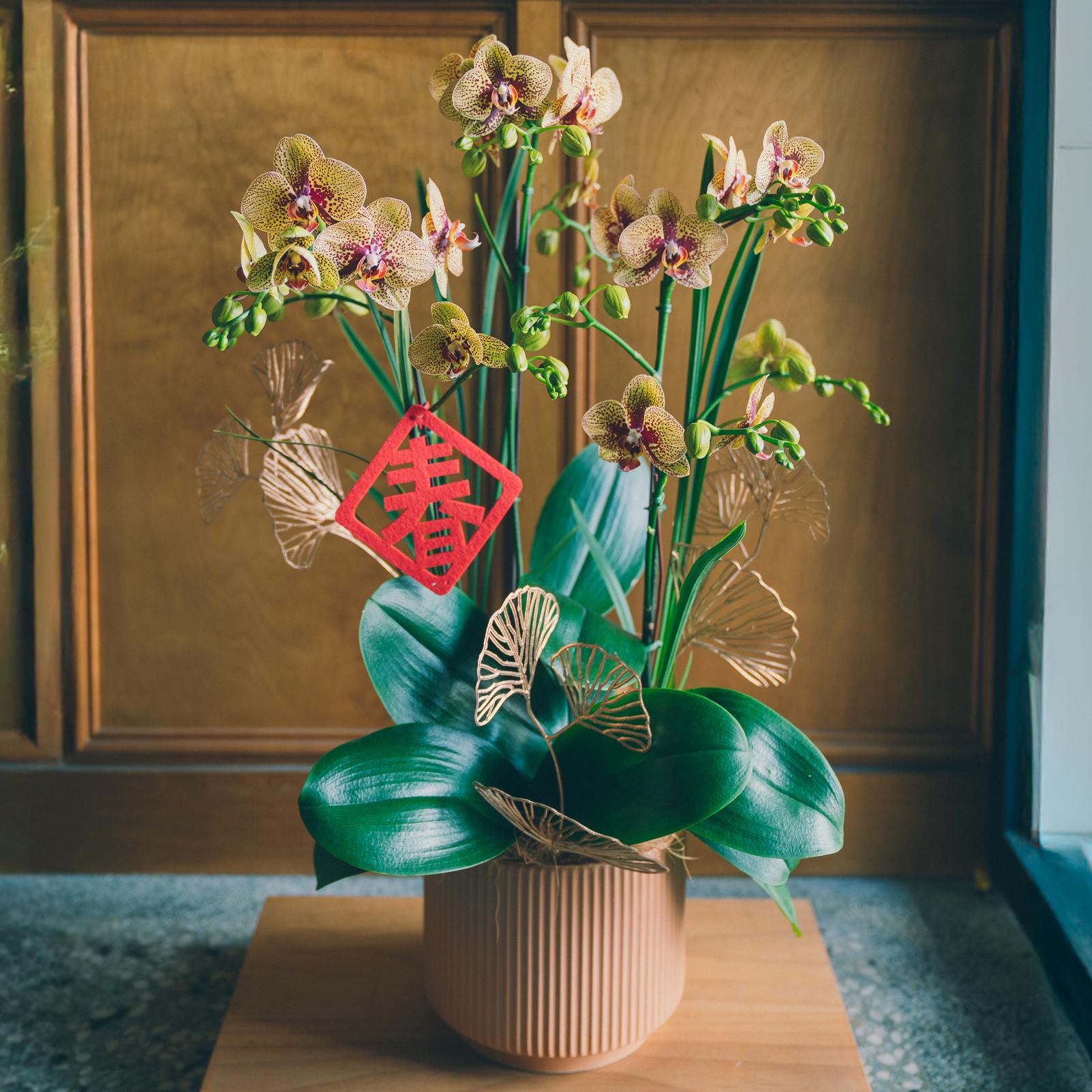 | 暖杏・如意 | 溫潤淺橘色直紋盆蘭花 |