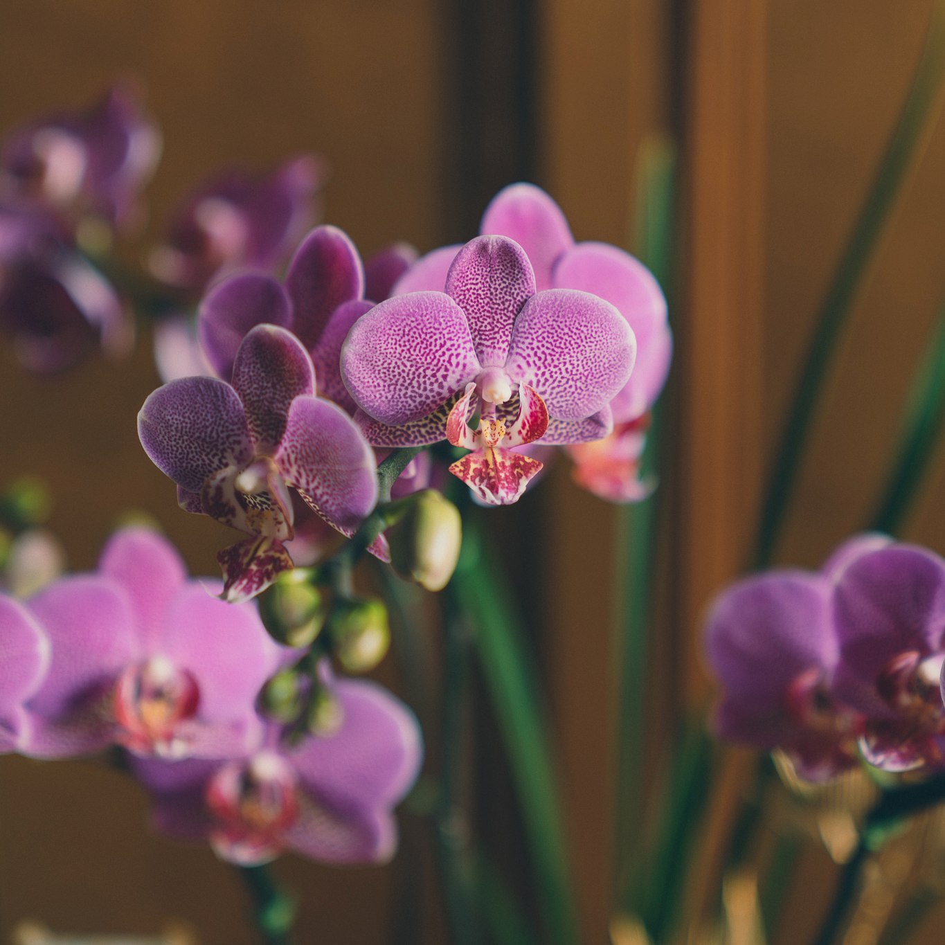 | 墨金・呈祥 | 黑色刷金藝術盆蘭花