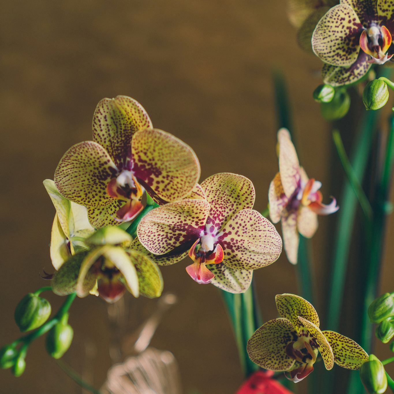 | 暖杏・如意 | 溫潤淺橘色直紋盆蘭花 |