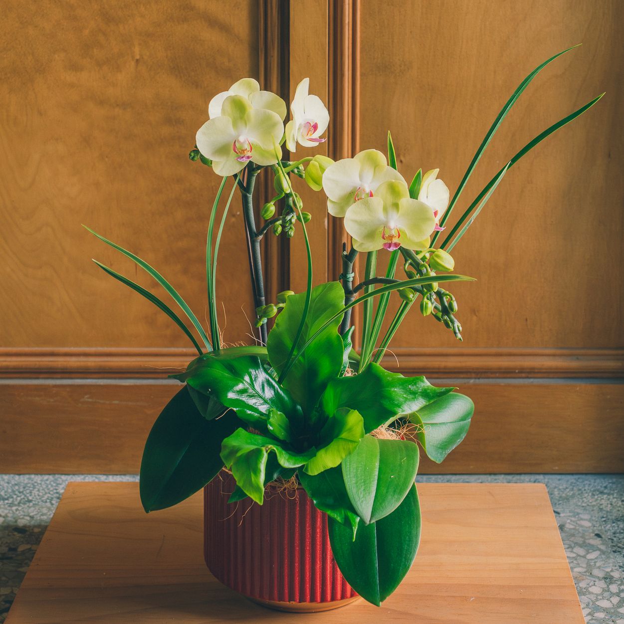 | 絳紅・迎春 (矮) | 喜慶紅釉直紋矮盆蘭花