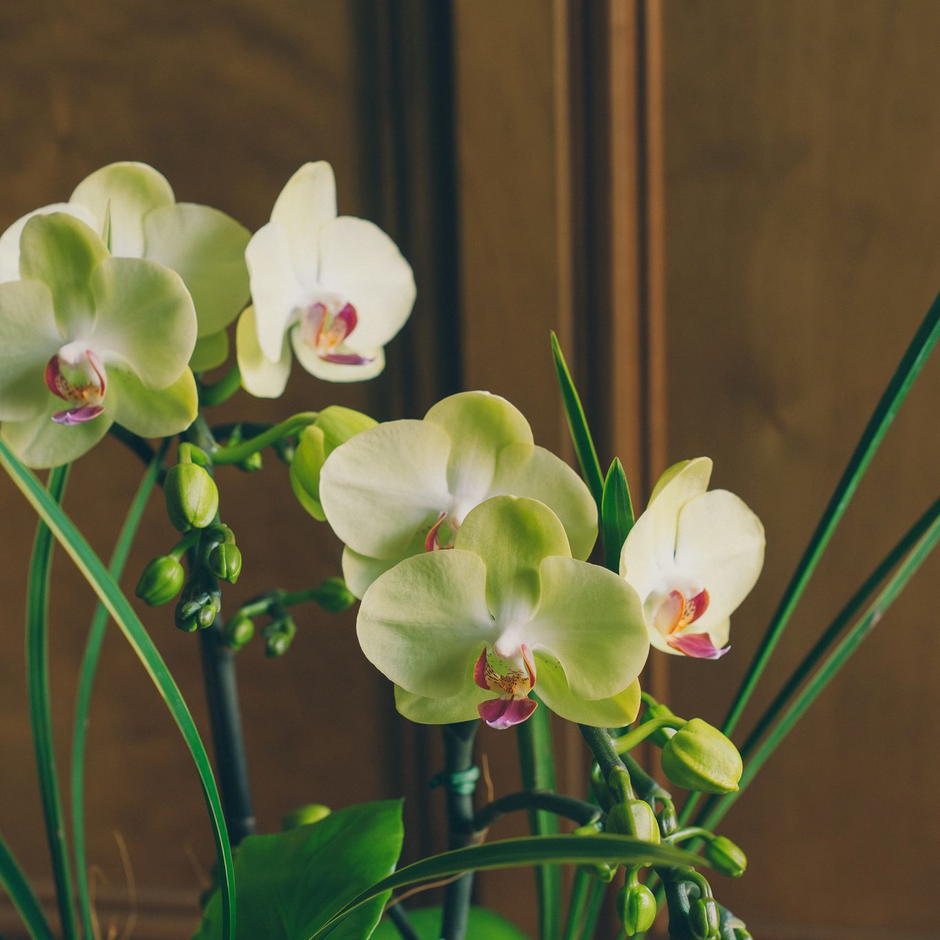 | 絳紅・迎春 (矮) | 喜慶紅釉直紋矮盆蘭花