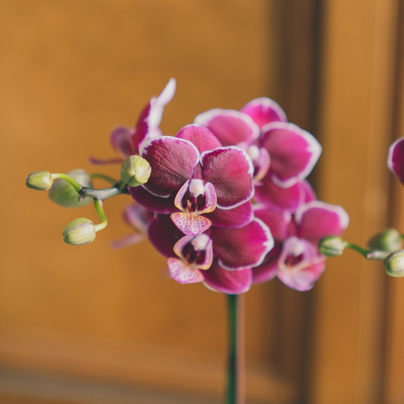 | 掌上迎福 | 迷你蘭花