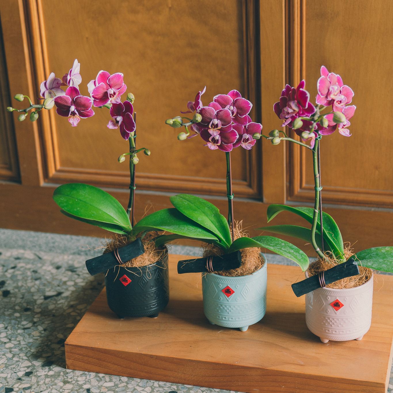 | 掌上迎福 | 迷你蘭花