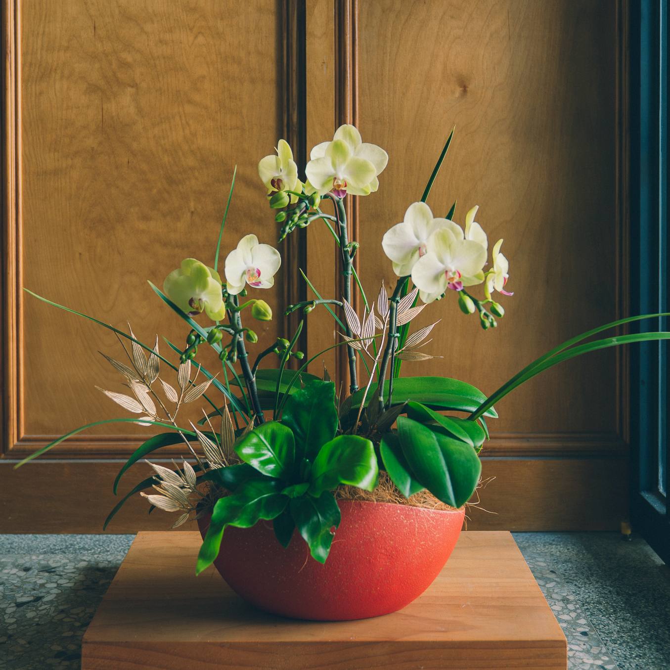 | 丹寶・招財 | 元寶造型紅盆蘭花