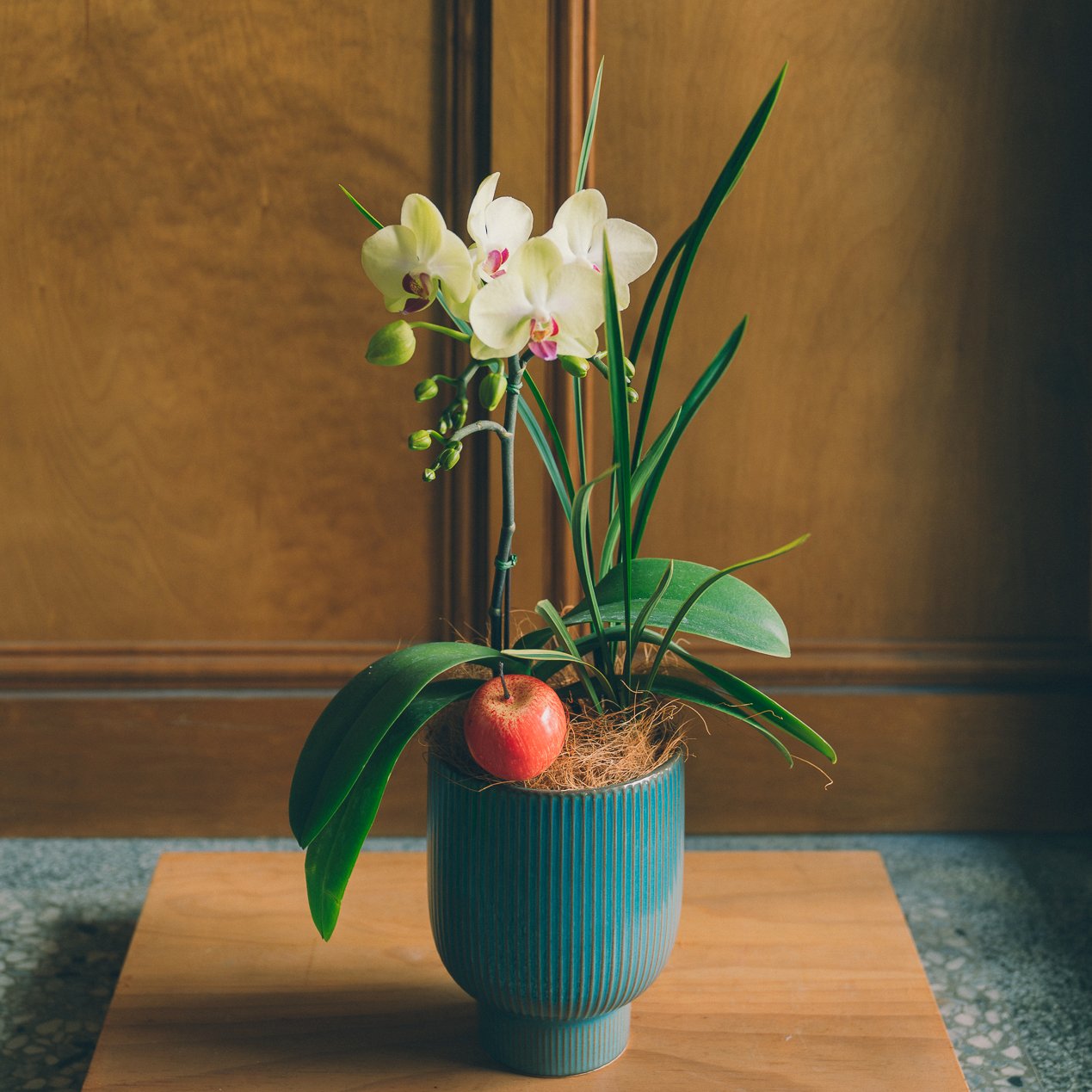 | 青石・蘋安 | 單株蘭花 / 蘋果裝飾