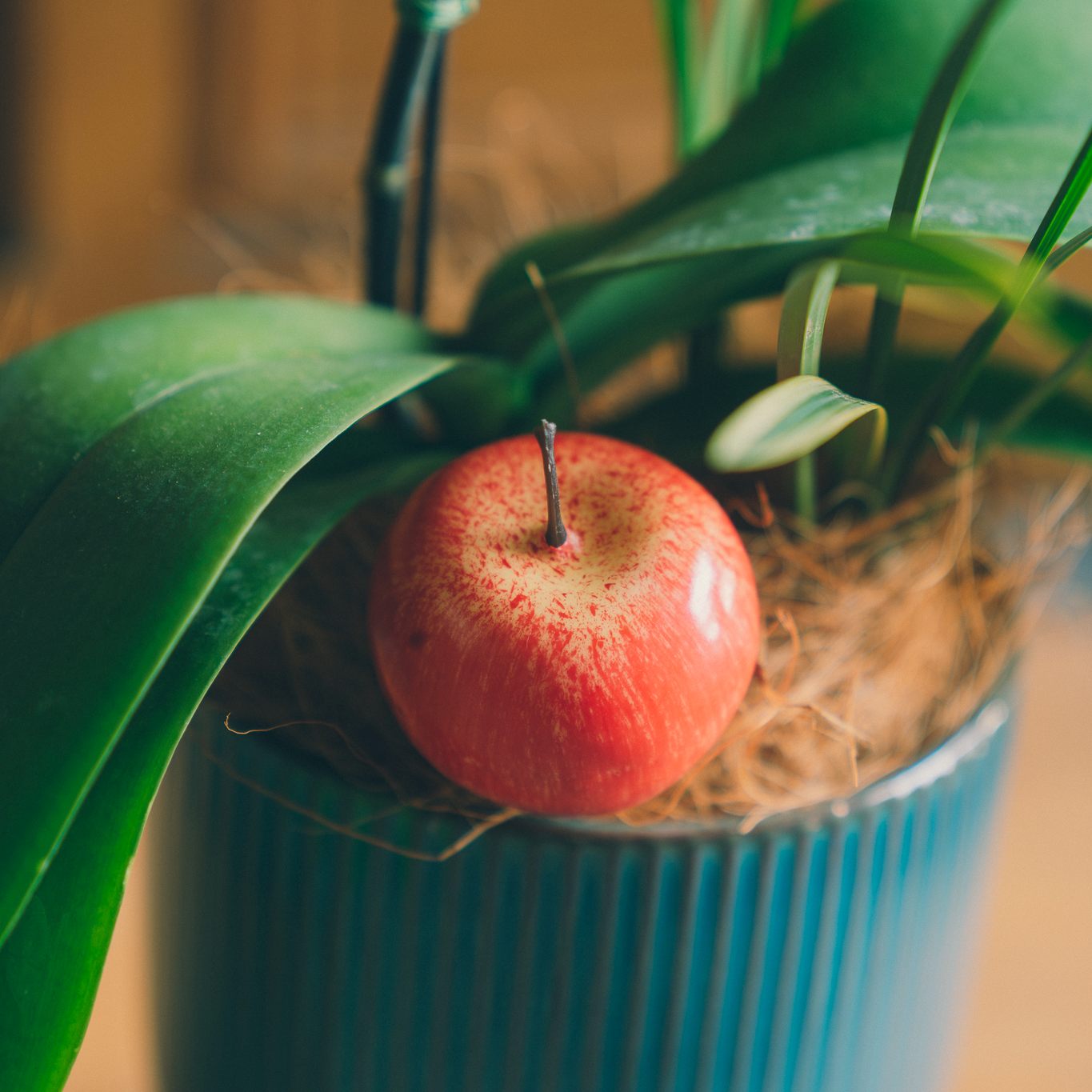 | 青石・蘋安 | 單株蘭花 / 蘋果裝飾