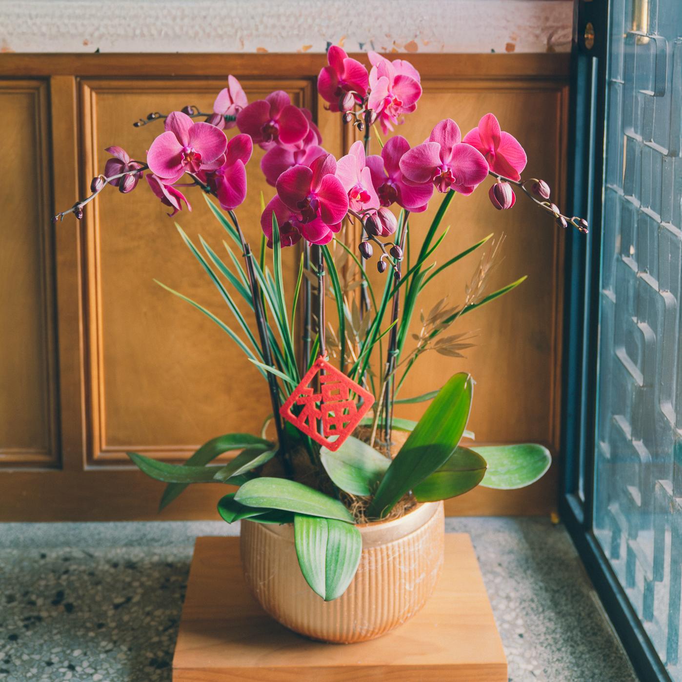 | 金綻・福至 | 金屬質感直紋圓盆蘭花