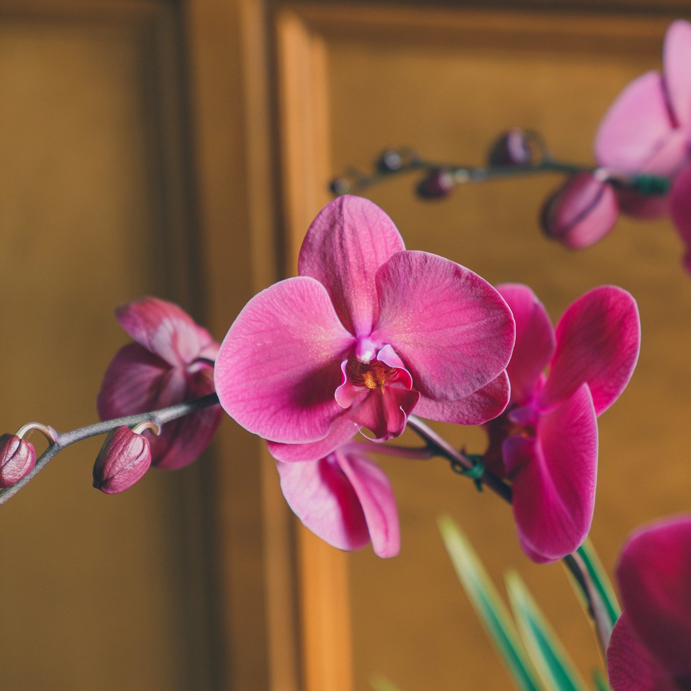 | 金綻・福至 | 金屬質感直紋圓盆蘭花