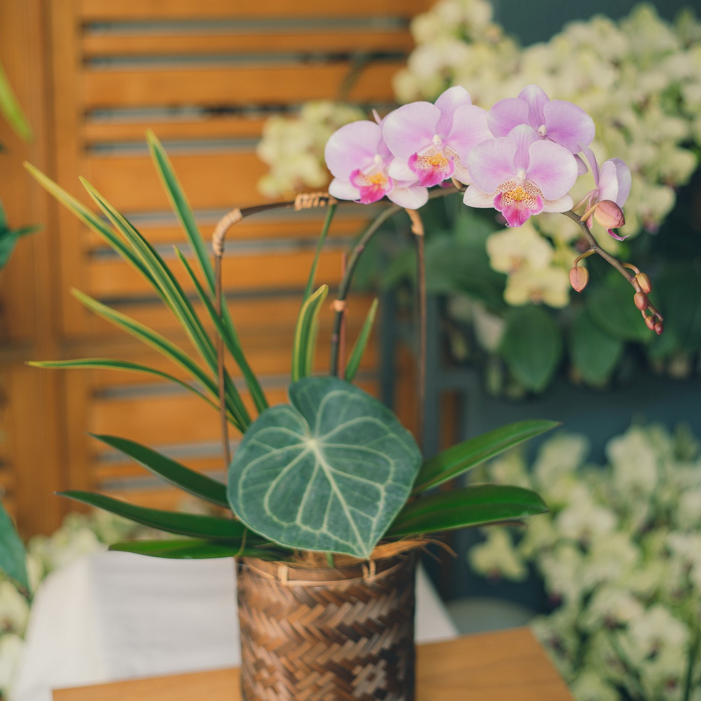 蘭花提籃 – 翩然盈羽