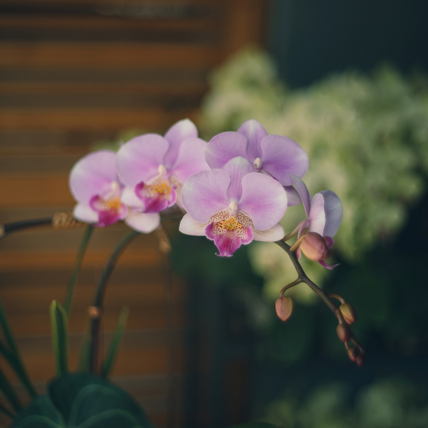 蘭花提籃 – 翩然盈羽