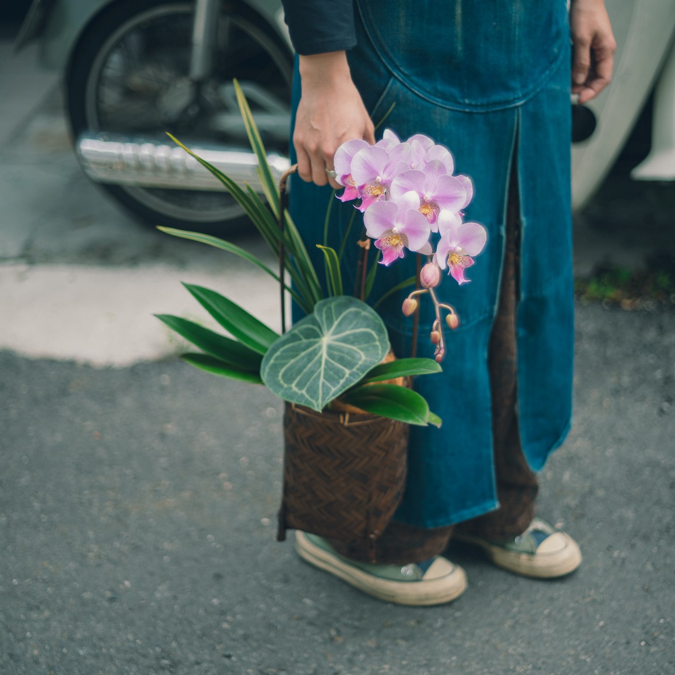 母親節蘭花提籃 – 翩然盈羽