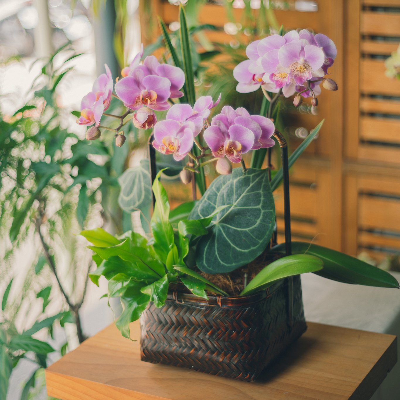 蘭花提籃 – 盛綻豐華