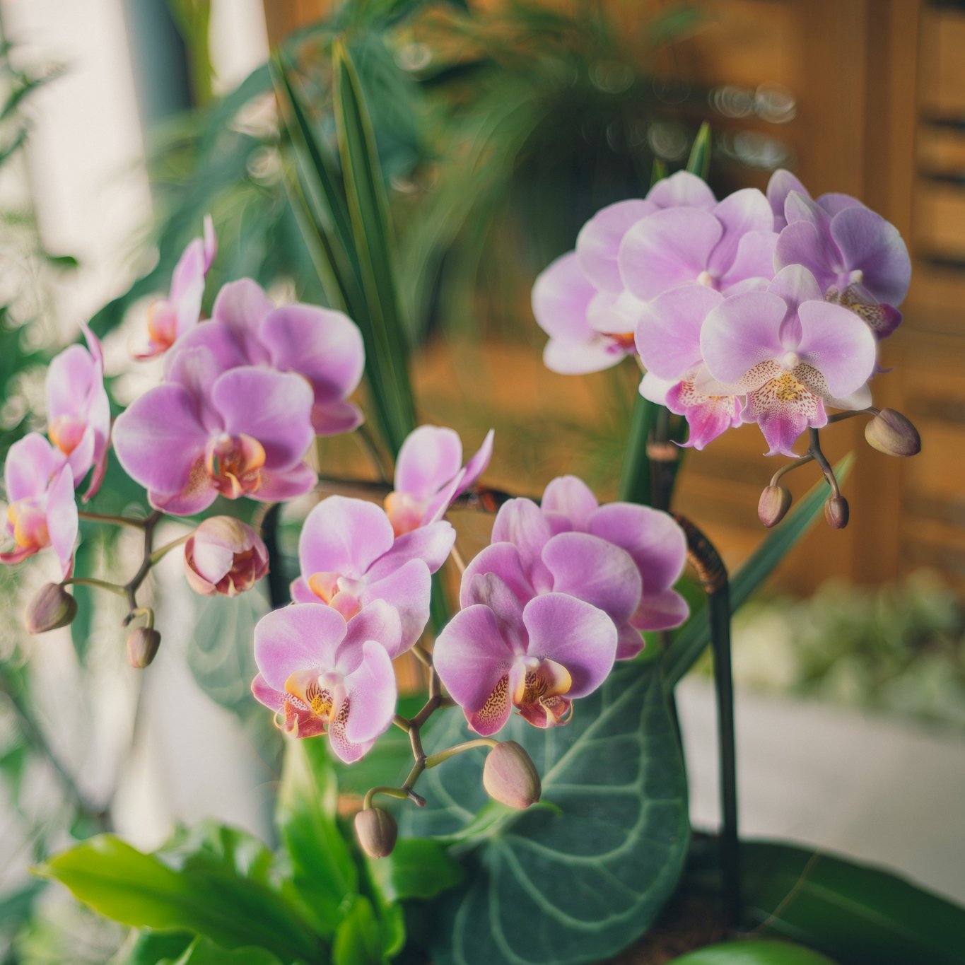 蘭花提籃 – 盛綻豐華