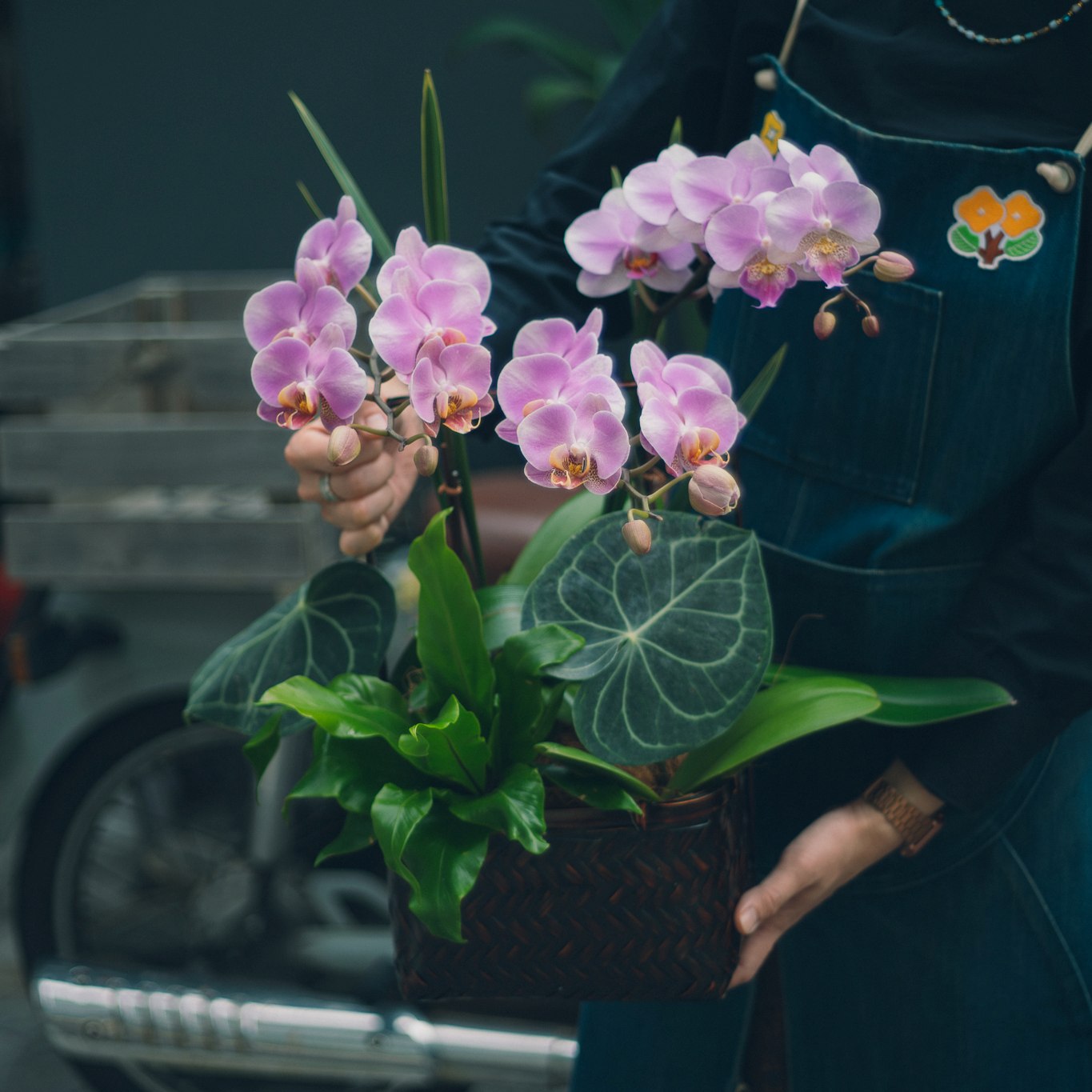 母親節蘭花提籃 – 盛綻豐華